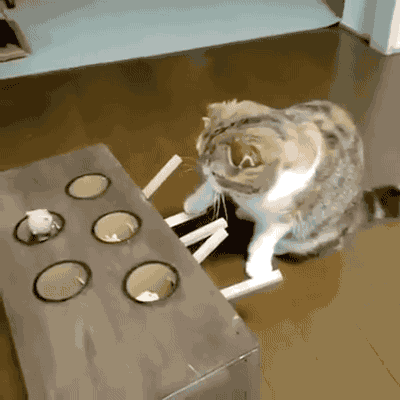 daniehg  GIF