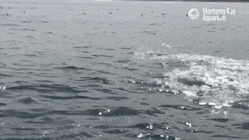 just keep swimming sea lions GIF by Monterey Bay Aquarium