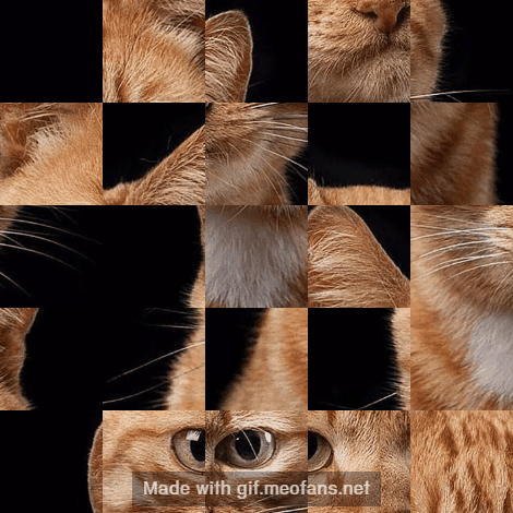 meofans cats meow GIF