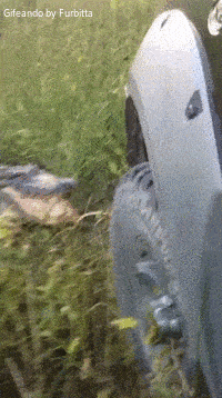 xinzor  GIF