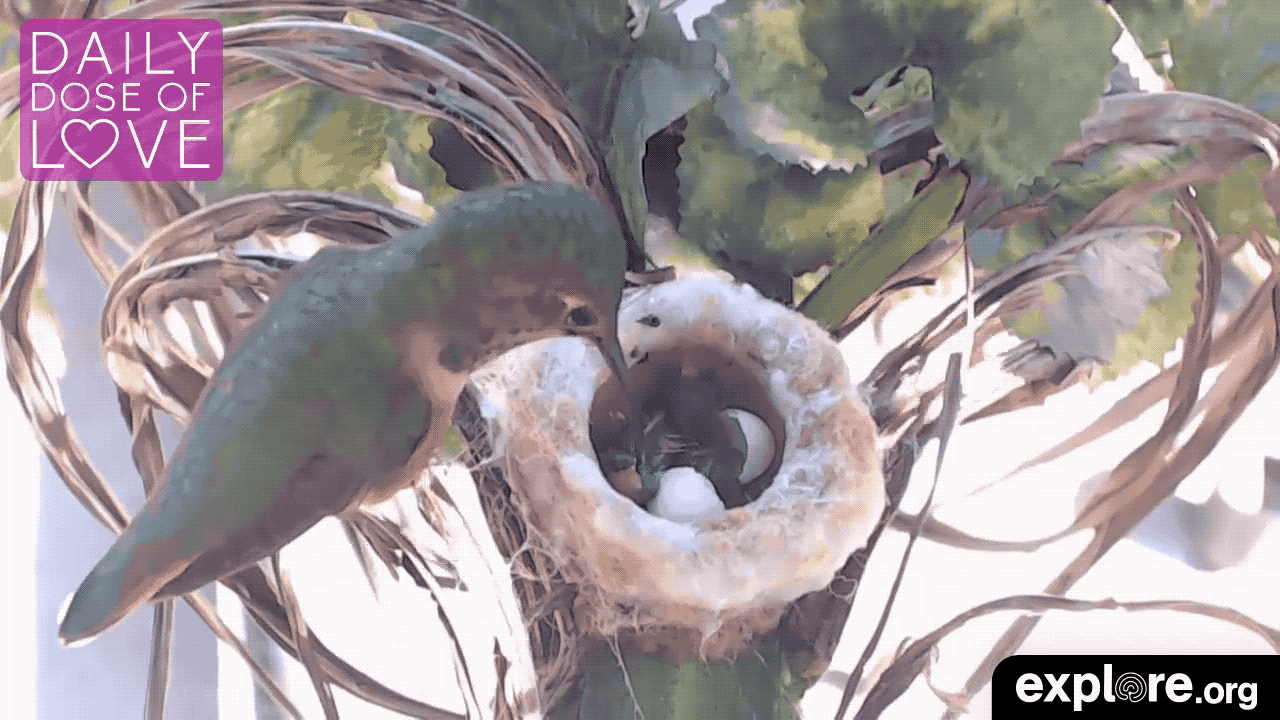 Baby Animal Love GIF by Find & Share on GIPHY