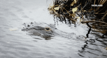 alligator swamp GIF by Dead Set on Life