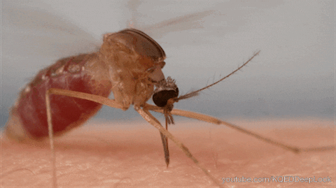 West Nile Virus GIFs - Get the best GIF on GIPHY