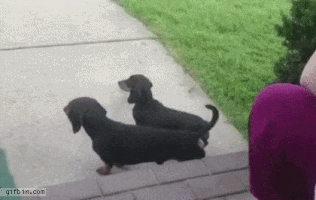 johnmaike  GIF