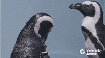 african penguin penguins GIF by Monterey Bay Aquarium