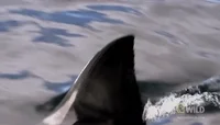 shark GIF by Nat Geo Wild 