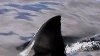 shark GIF by Nat Geo Wild