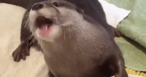 Otter Eating GIF