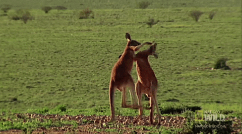 喧嘩 今日のgif 喧嘩 今日のgif