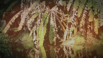 alalinares armando zesatti GIF