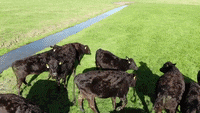 Beefplayzz Cow GIF - Beefplayzz Beef Cow - Discover & Share GIFs