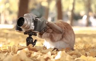 anomaly3 cute.bunny GIF