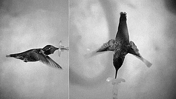 simonekikuchilemes beija flor GIF