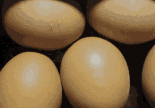  art weird yum eggs cracked GIF