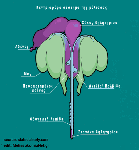 dimimak bee sting honeybee GIF