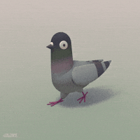 Cute-pigeon GIFs - Get the best GIF on GIPHY