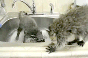 alextux lol fail humor daily GIF