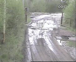 vladimito russia urso vladimito desgovernado GIF