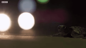 Psythor  GIF