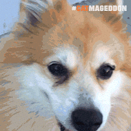 Dog Love GIF by truth