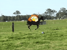 sebas milanesa milanga milanesa a caballo GIF