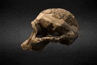 sketchfab-3d-maritime-l0O9xk7Py0OloANVK