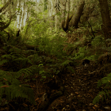 evergreen  GIF