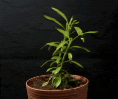 plant drought GIF by University of California