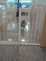 Exit Strategy Dog GIF