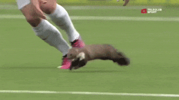 ChatSports  GIF