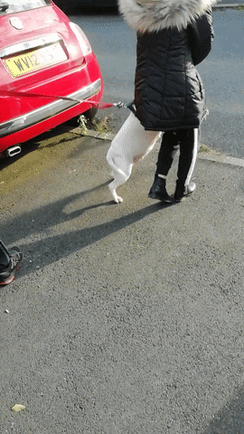 Dance GIF