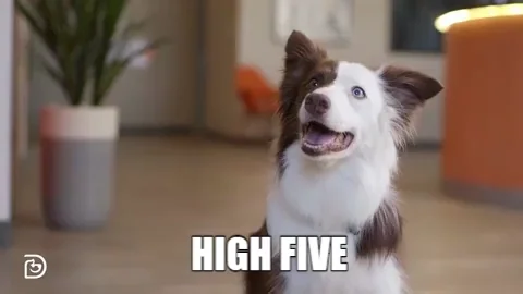 Collie dog lifting paw up to the camera. Text reads high five.