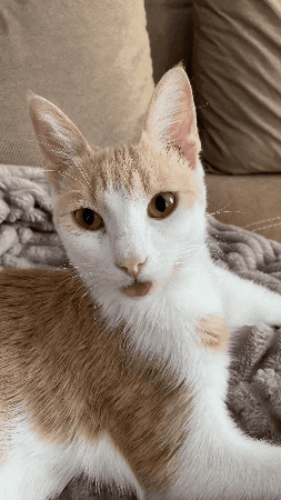 Cat Tongue Love GIF by Encal Medya