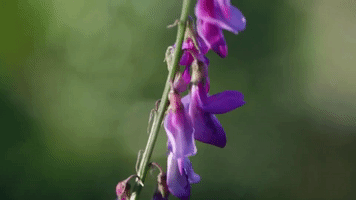 flower GIF by Vimeo