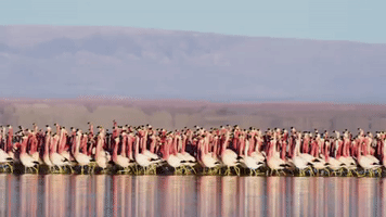 200.gif?cid=fc005b08cfc4a31812d2c317ff1fe26a7b250ff4f3b0637a&rid=200.gif&ct=g