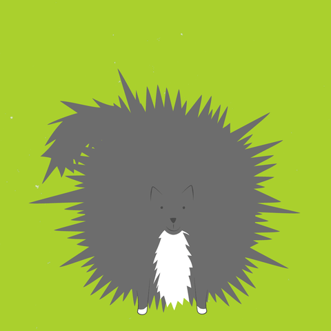 Cat Staticky GIF
