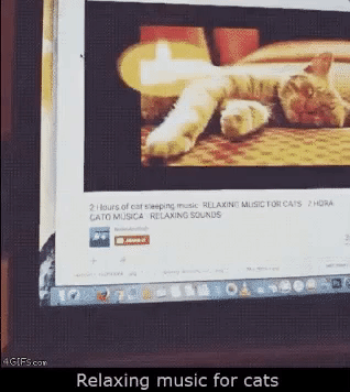 eucadu cat gato GIF