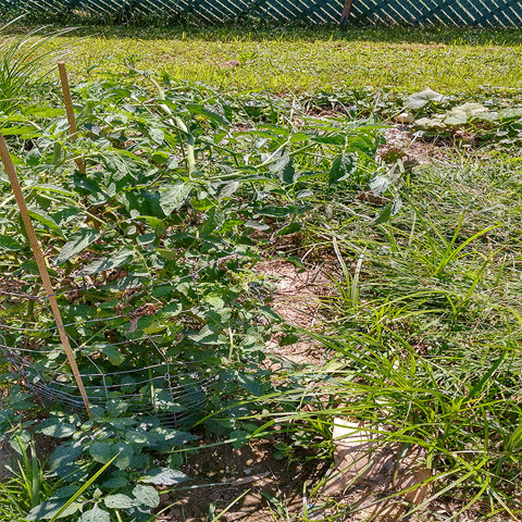 Tepbian_Kord art nature green digital GIF