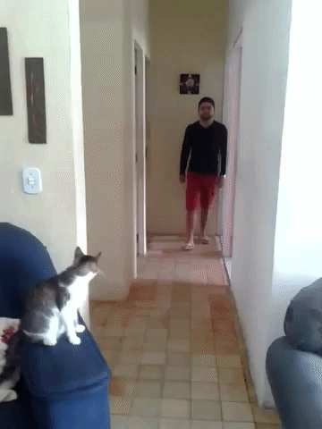 ruffleschip funny cat cute swag GIF