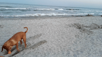 dragosmihaila jazz GIF