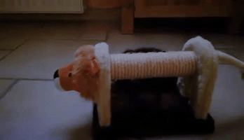 nicolasmasoni game cat chat humour GIF