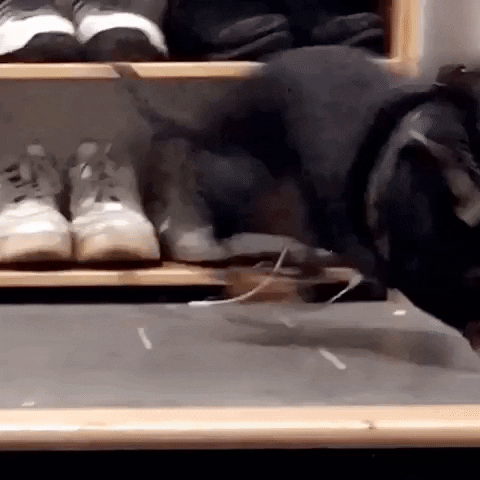 Excited Dachshund GIF by dani - Find & Share on GIPHY
