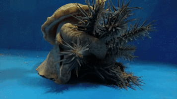 josh238  GIF