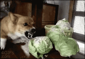 Dog GIF