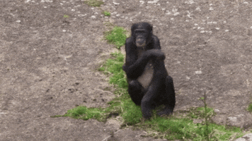 planckendael bonobo GIF