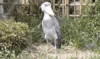Shaking Shoebill Stork GIF