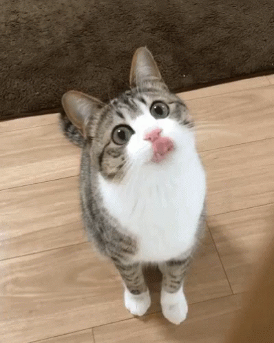 nekomata neko :3 GIF