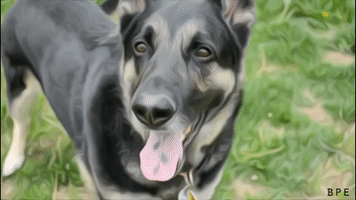 200.gif?cid=fc005b084d386086b24ad51d1c93bf884a7ec898ff209a34&rid=200.gif&ct=g