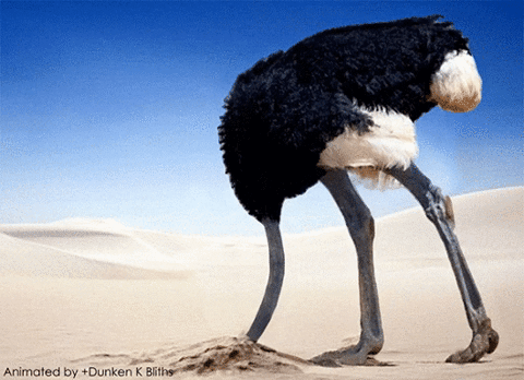 ostriches meme gif
