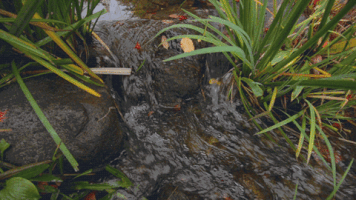 Wesley-Chang-Cinemagraphs loop nature fall autumn GIF
